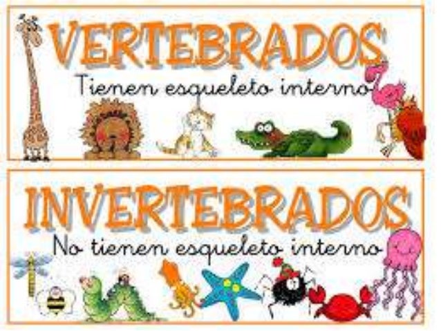 Animales invertebrados: ejemplos y caractersticas - con fotos 100 Animales invertebrados: ejemplos y caractersticas - con fotos 85